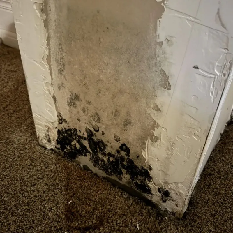 Professional Mold Removal in Montgomery County, TX